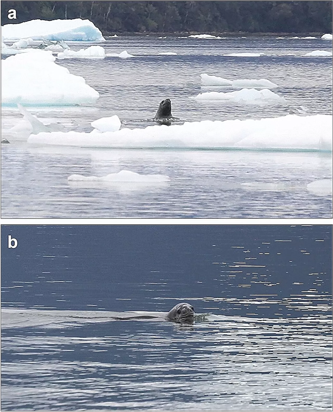 Research team observes courtship of leopard seals off the coast of South America