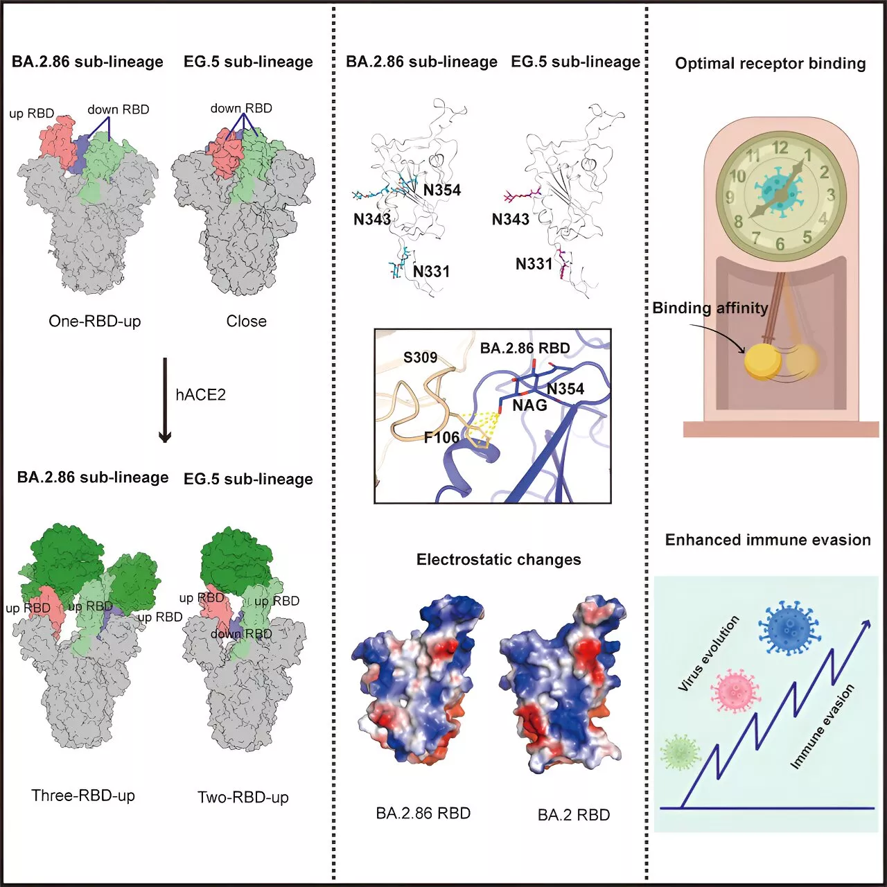 Researchers identify structural characteristics of newly emerged SARS-CoV-2 variants