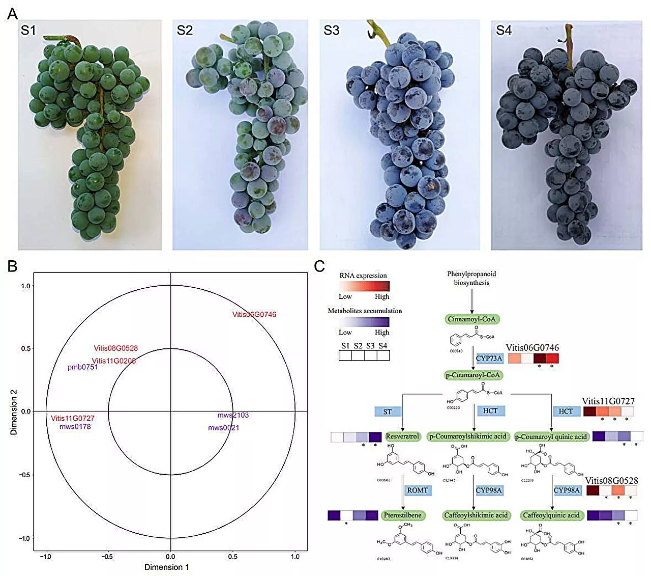 Unlocking the genetic code of Amur grape: Insights into plant cold tolerance and evolution