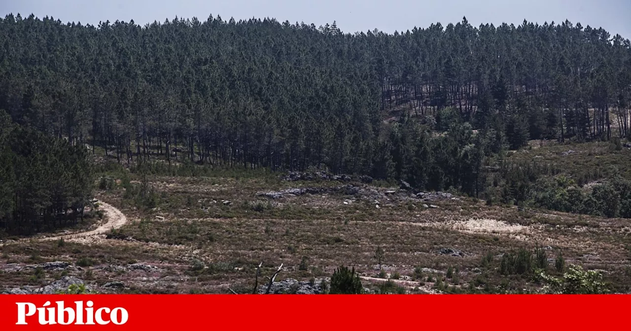 Tribunal rejeita providência cautelar contra exploração de lítio em Montalegre