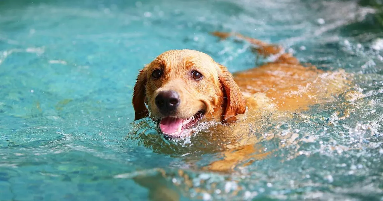 An heißen Tagen unterwegs mit dem Hund