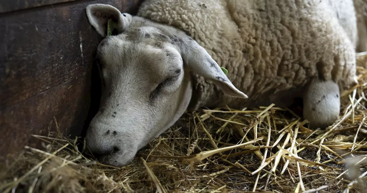 Aantal besmettingen blauwtong loopt op: zeven besmettingen in Drenthe