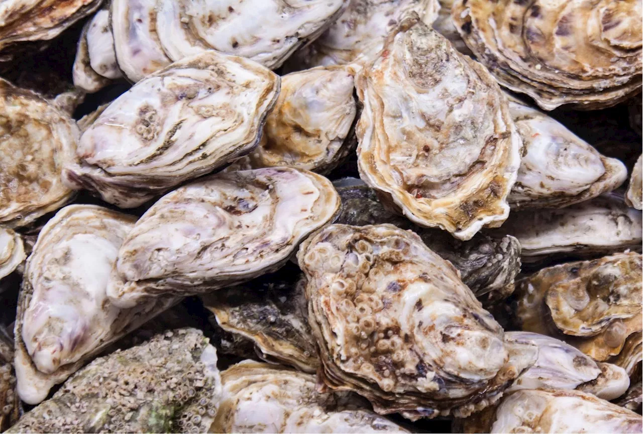 Biological Beacons: How Oyster Sanctuaries Are Guiding Ecological Restoration in Chesapeake Bay