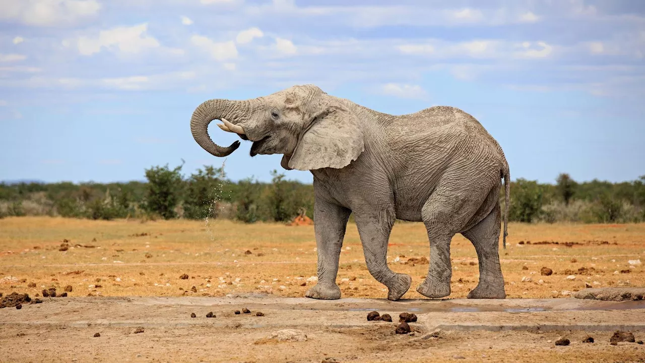 Elefanten töten Touristen im Nationalpark in Südafrika