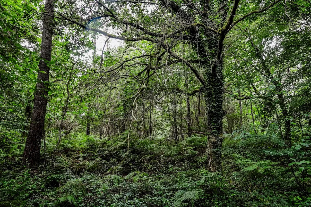 Entre forêt Barade et château de l’Herm, sur les chemins de Jacquou le Croquant