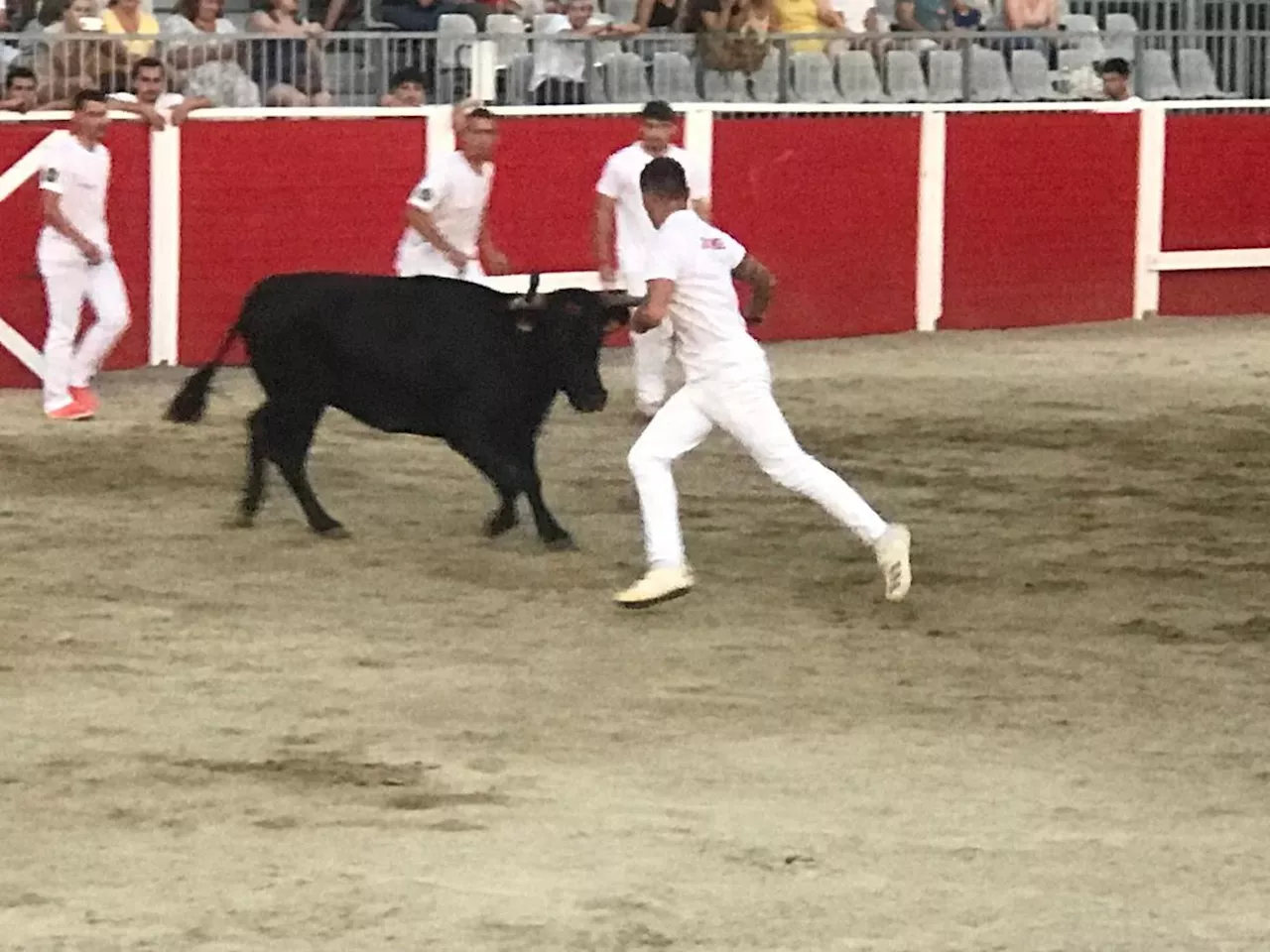 Les arènes de Casteljaloux sont prêtes pour courses taurines, sur la plaine de la Bartère