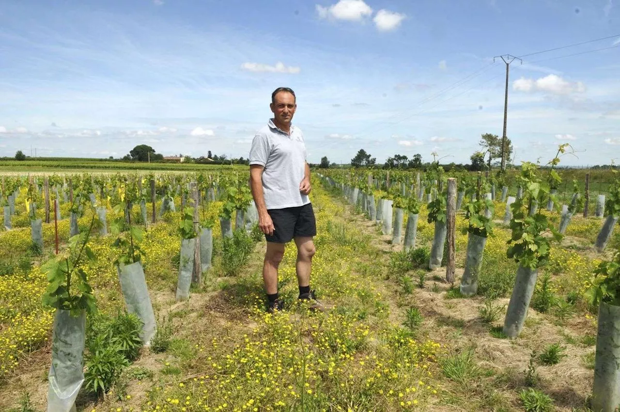 « On a gagné le bras de fer contre le mildiou, mais… » : une nouvelle maladie inquiète désormais les viticulteurs marmandais