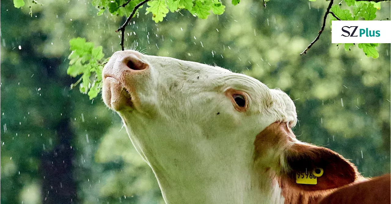 Klimawandel: Hitze stresst Kühe und Schweine im Stall