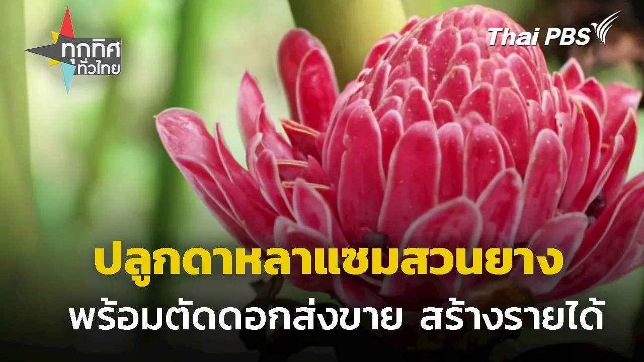 ปลูกดาหลาแซมสวนยางสร้างรายได้ จ.พัทลุง | Thai PBS รายการไทยพีบีเอส