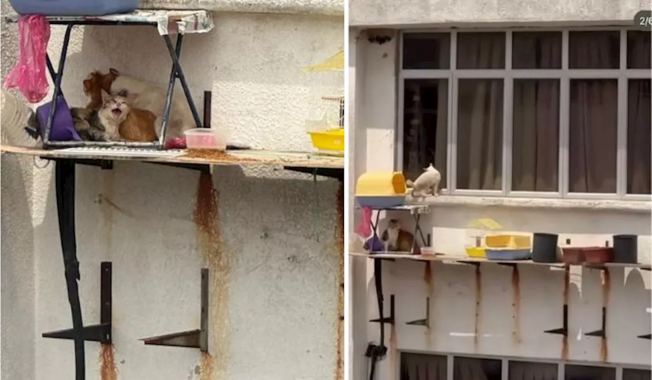 Cats Left Outside Window Of Three-Storey Building In Melaka Earns Wrath Of Animal Lovers