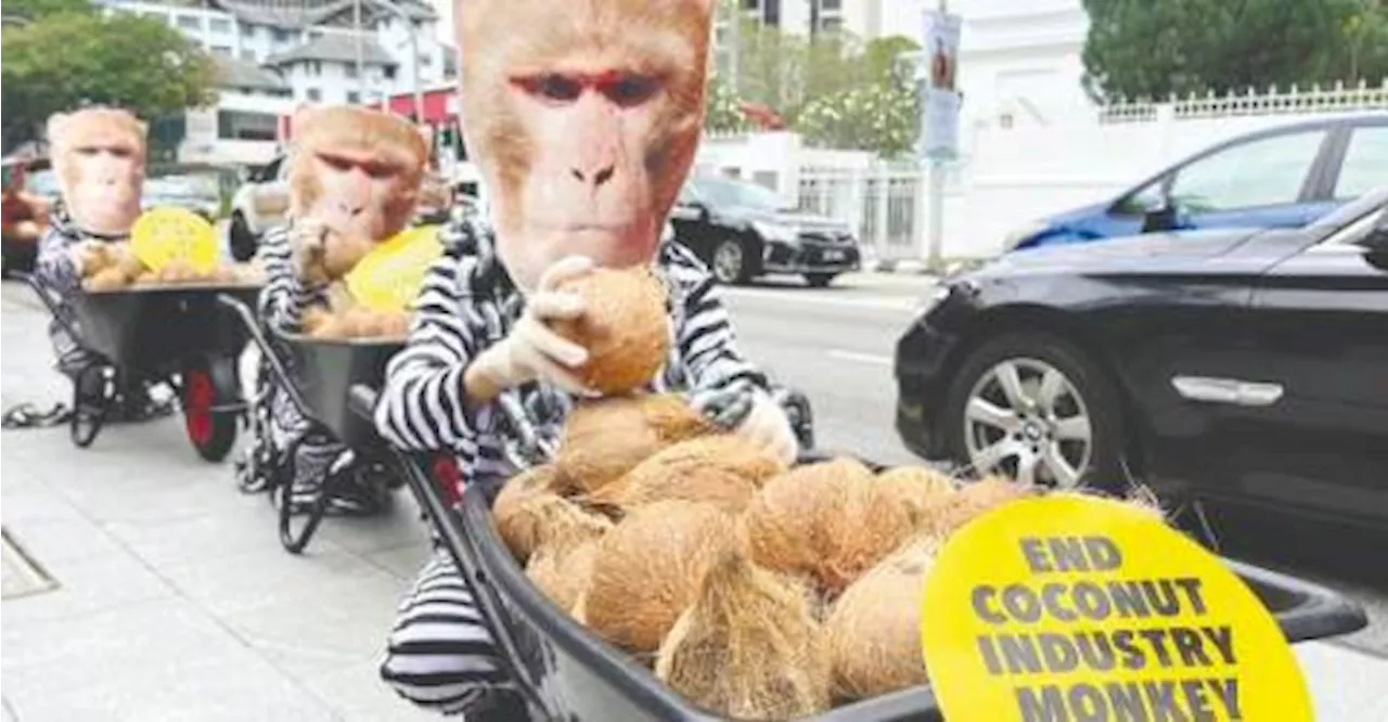 Protest against forced monkey labour in Thailand