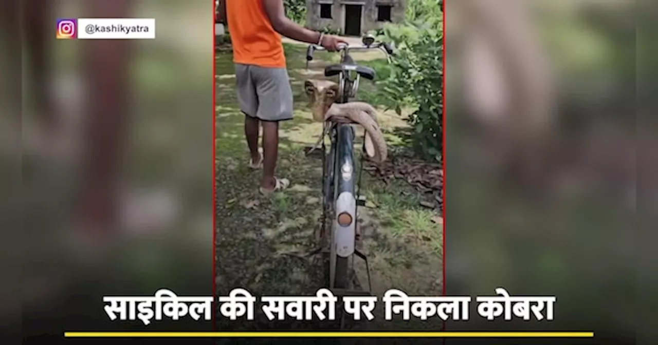 ये क्या! साइकिल की सवारी पर निकला King Cobra,अंदाज देख कहेंगे ये तो हिरो है! Viral Video