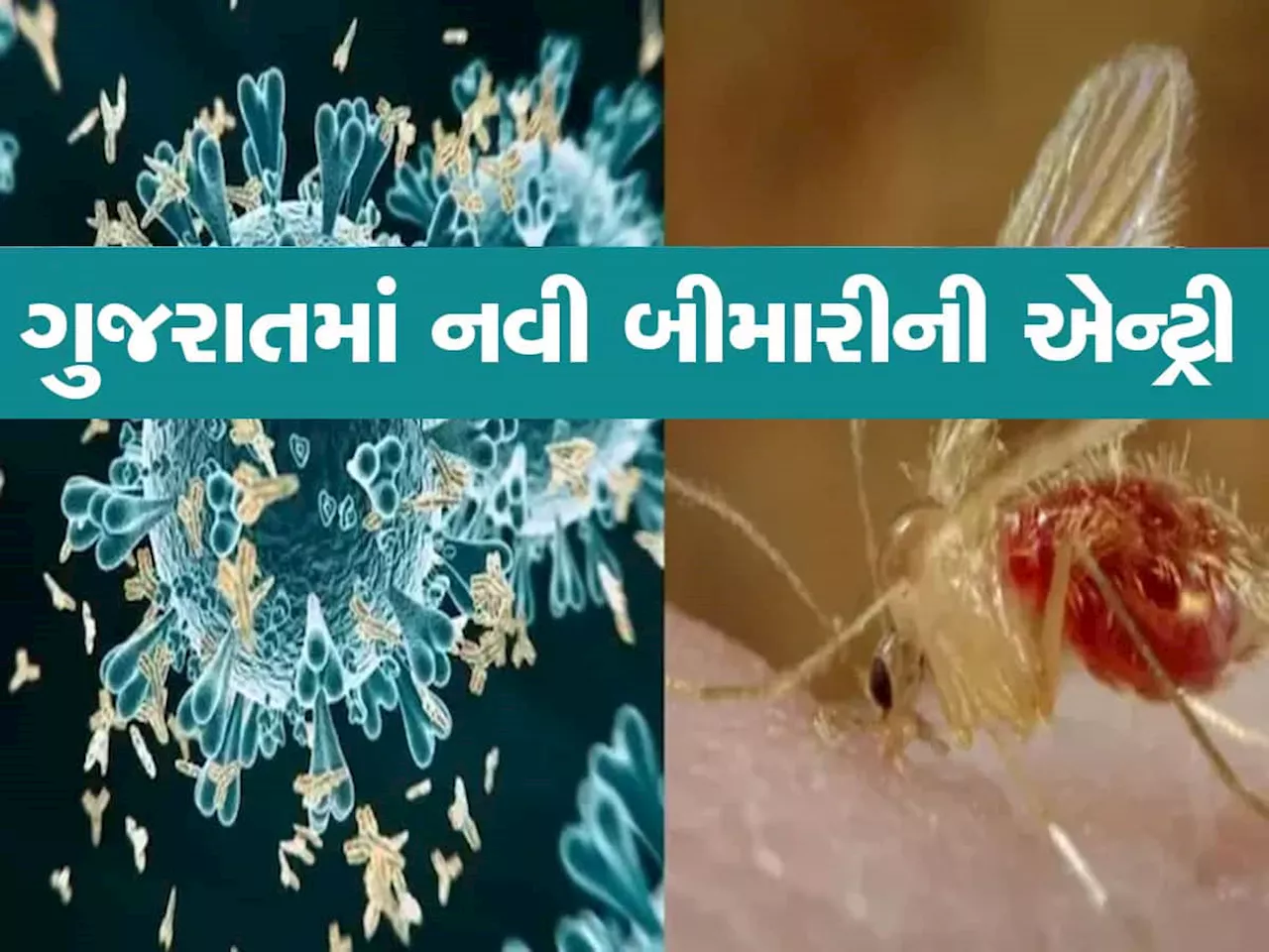 ગુજરાતના 13 જિલ્લાઓમાં પહોંચ્યો મોતનો વાયરસ, 15 બાળકોને ભરખી ગયો, નવી મહામારી આવી રહી છે