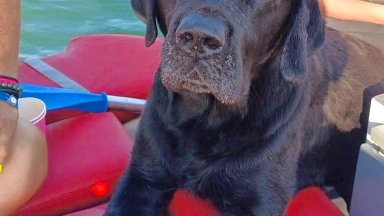 Adria vor Venedig: Labrador Ziggy schwimmt fünf Stunden ans Ufer