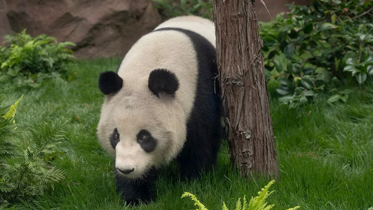 San Diego Zoo releases 1st video of pandas from China