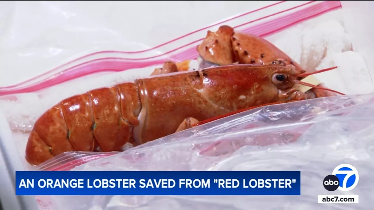 Meet Crush, the rare orange lobster diverted from dinner plate to aquarium by Denver Broncos fans