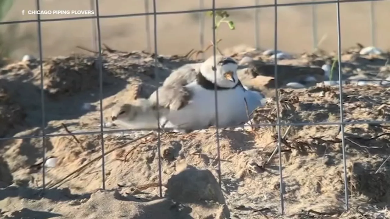 Wildlife experts are investigating why Chicago piping plover chicks are dying