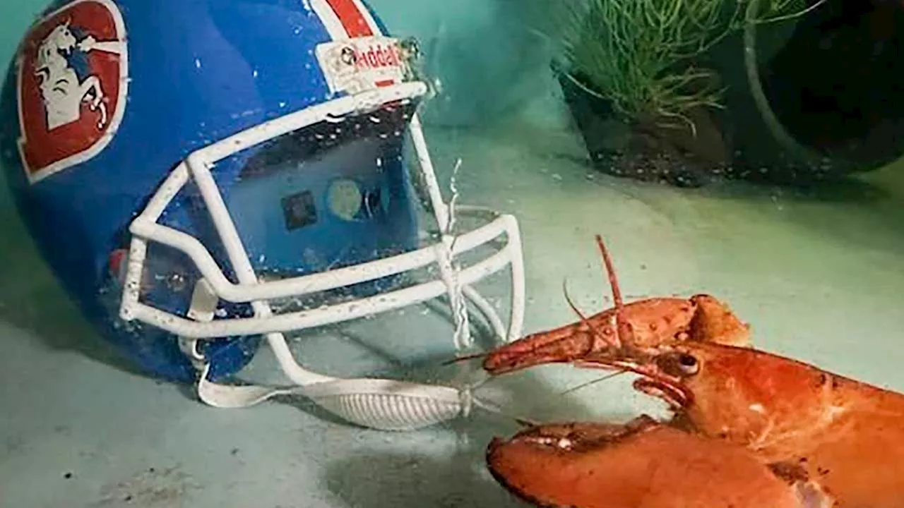 Meet Crush, the rare orange lobster diverted from dinner plate to aquarium by Denver Broncos fans