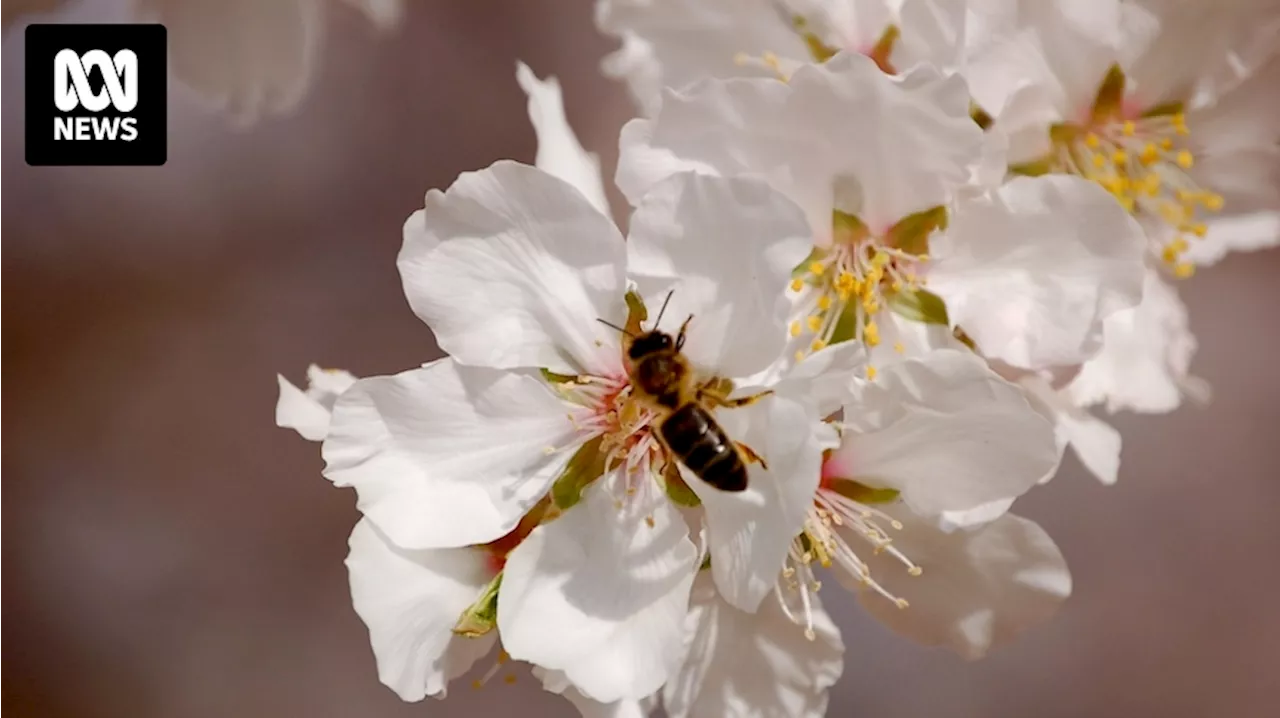 Beekeepers fear almond pollination could be varroa mite 'super-spreader' event