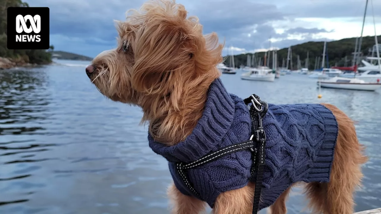 Your experiences of keeping dogs warm with jackets in winter