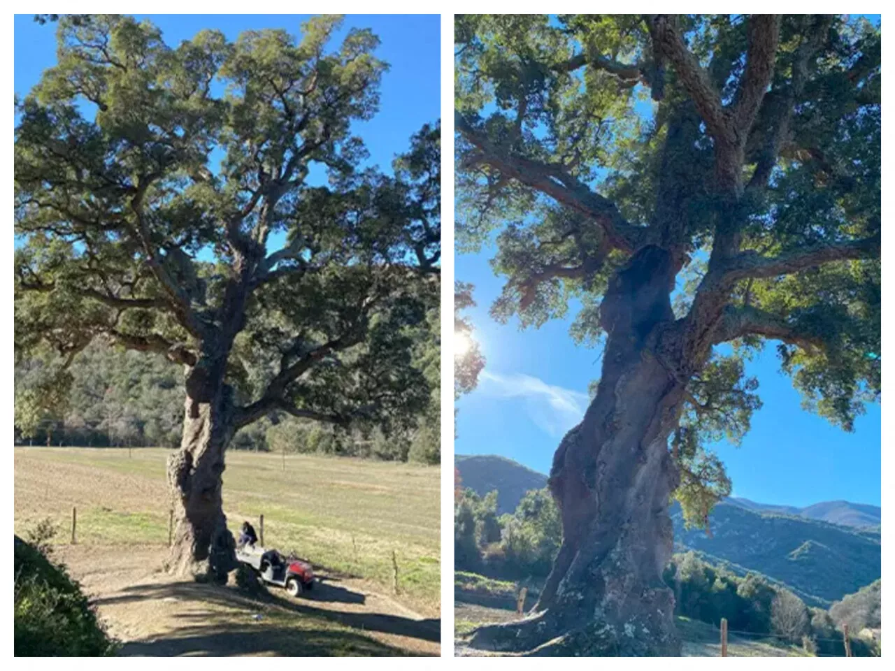 Cet arbre des Pyrénées-Orientales, aux mensurations incroyables, s'offre un record du monde