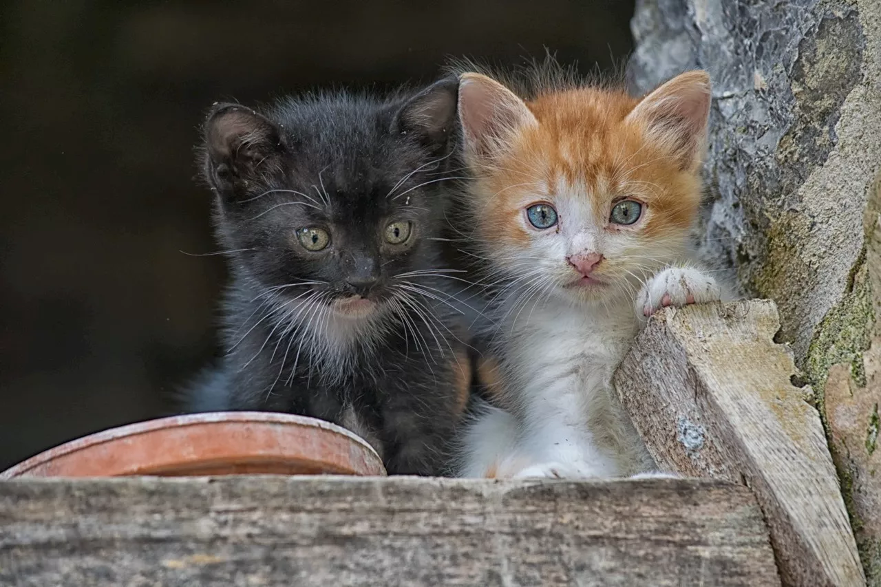 Des animaux dans leurs excréments, des chatons dans le congélateur : découverte effroyable dans une maison