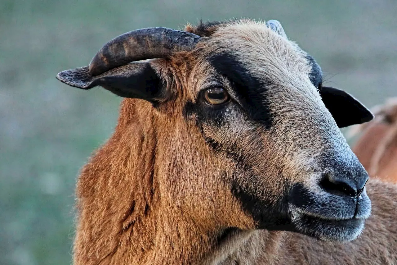 Ille-et-Vilaine : leur bélier est dévoré, ils portent plainte | L'Éclaireur de Châteaubriant