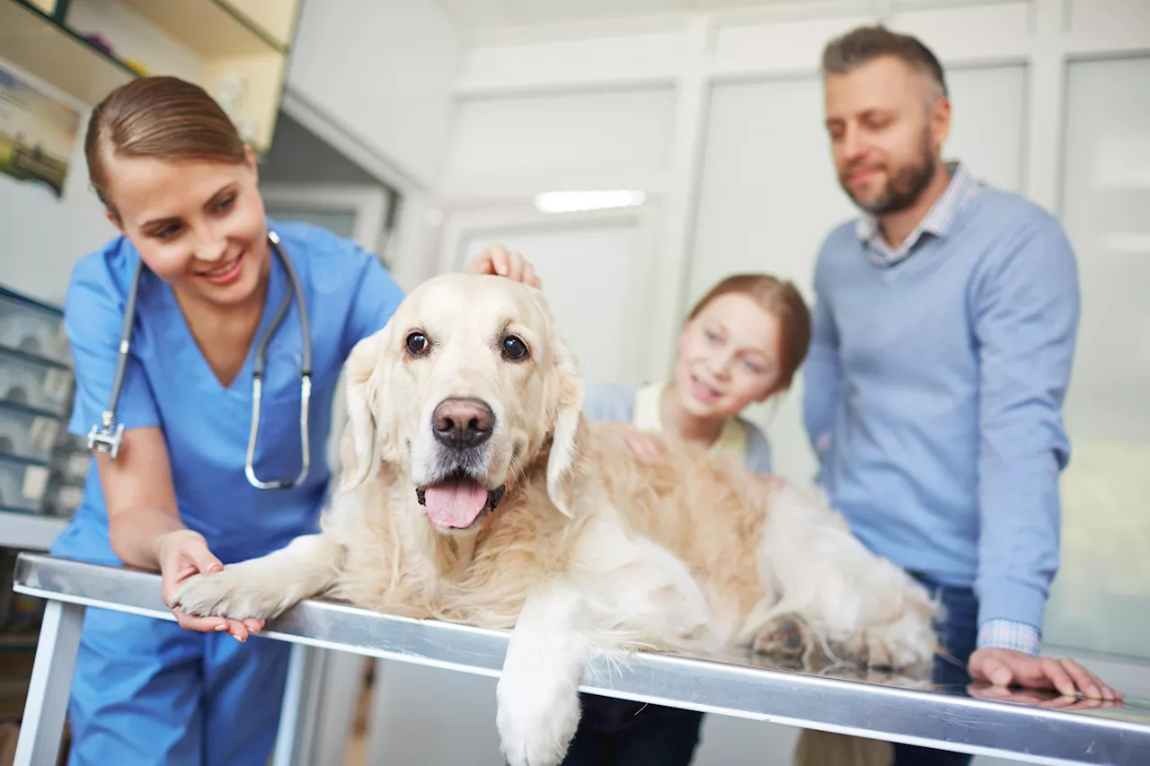 Università, a Roma Tor Vergata il nuovo corso di laurea in Medicina veterinaria