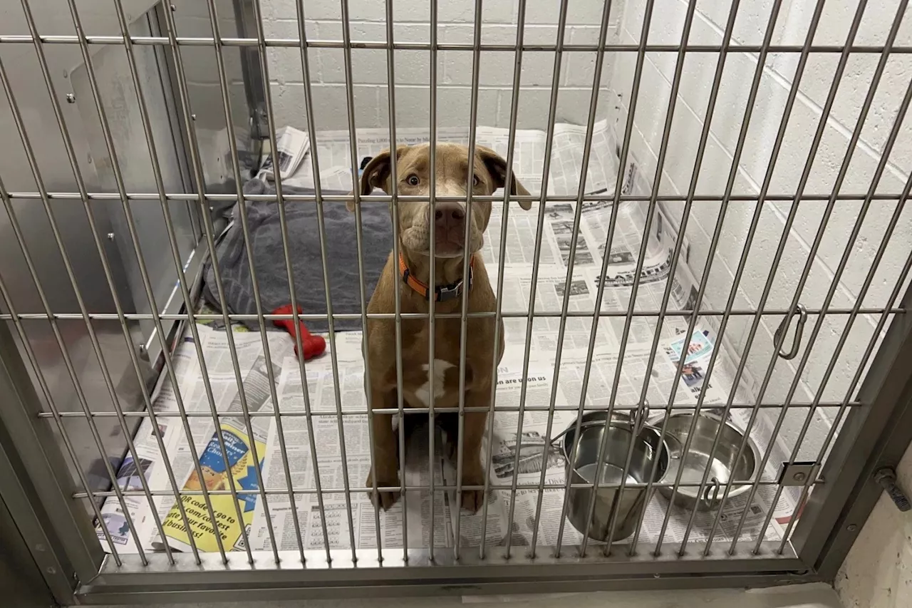 The Fairbanks animal shelter is overwhelmed with surrendered dogs