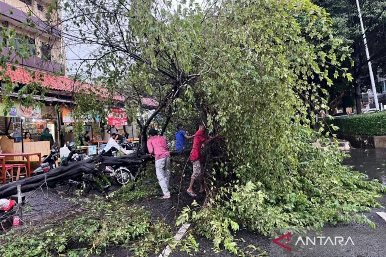 Sudin Pertamanan Jaksel tangani 250 pohon tumbang pada Juli 2024