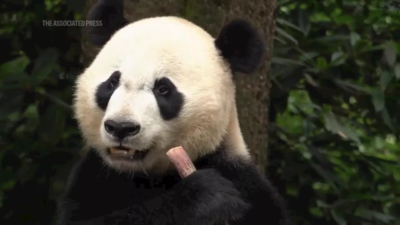 The panda at your zoo may be contributing to the survival of the species too