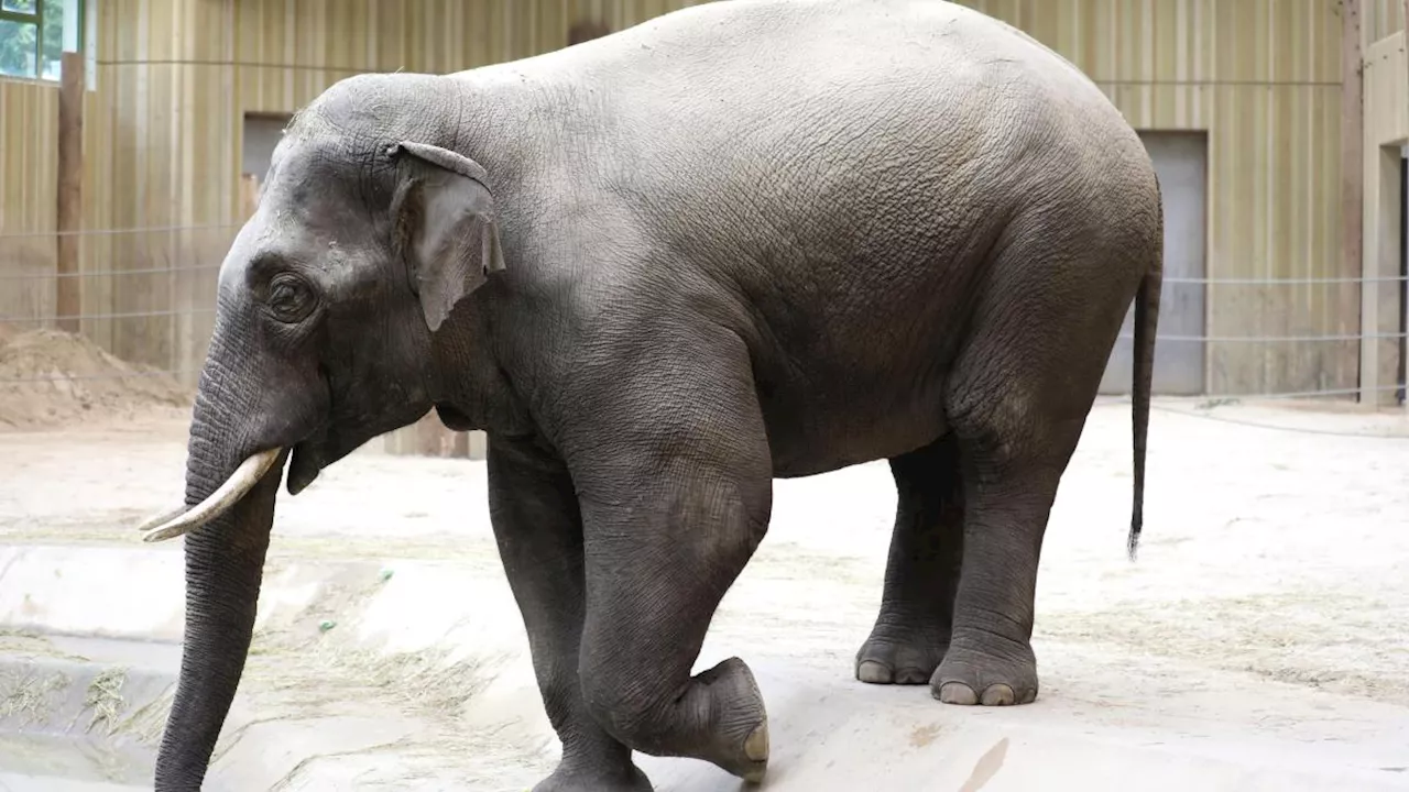 Augsburger Zoo hat wieder Elefanten: Assam macht den Anfang