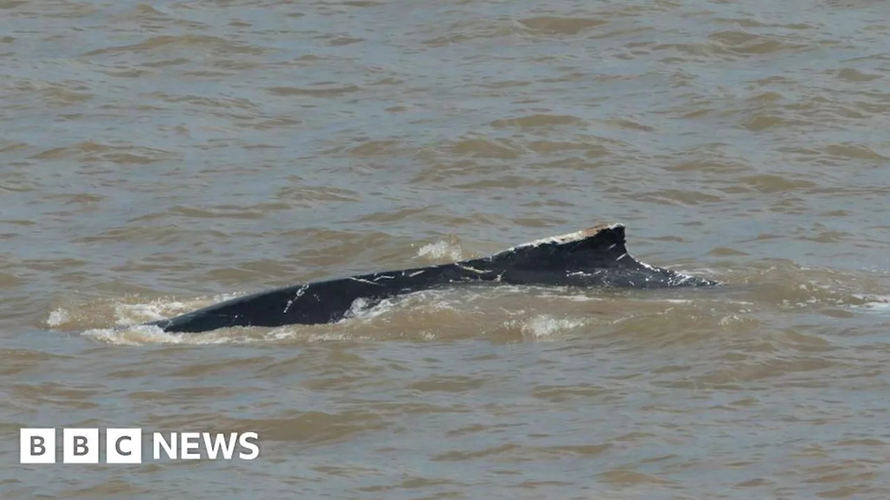 Humpback whale spotted off East Yorkshire coast