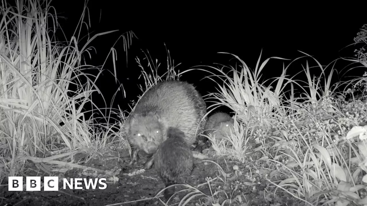 Longleat beaver kits spotted on estate for first time