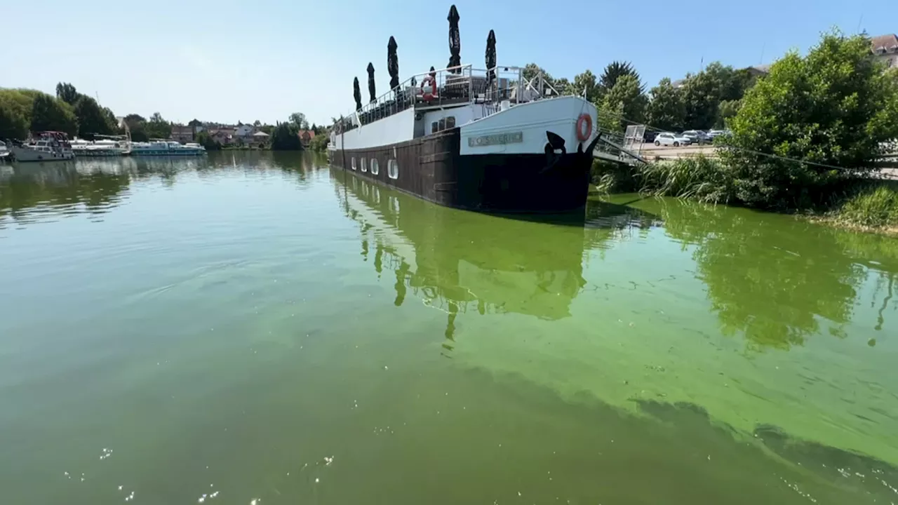 Saverne: des cyanobactéries relevées dans l'eau du port, des analyses vont être menées