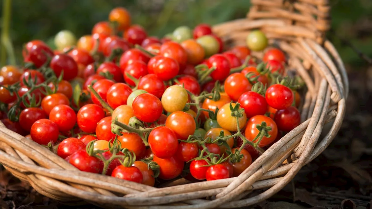 Tomaten richtig anpflanzen: Anleitung und Tipps für Garten und Balkon