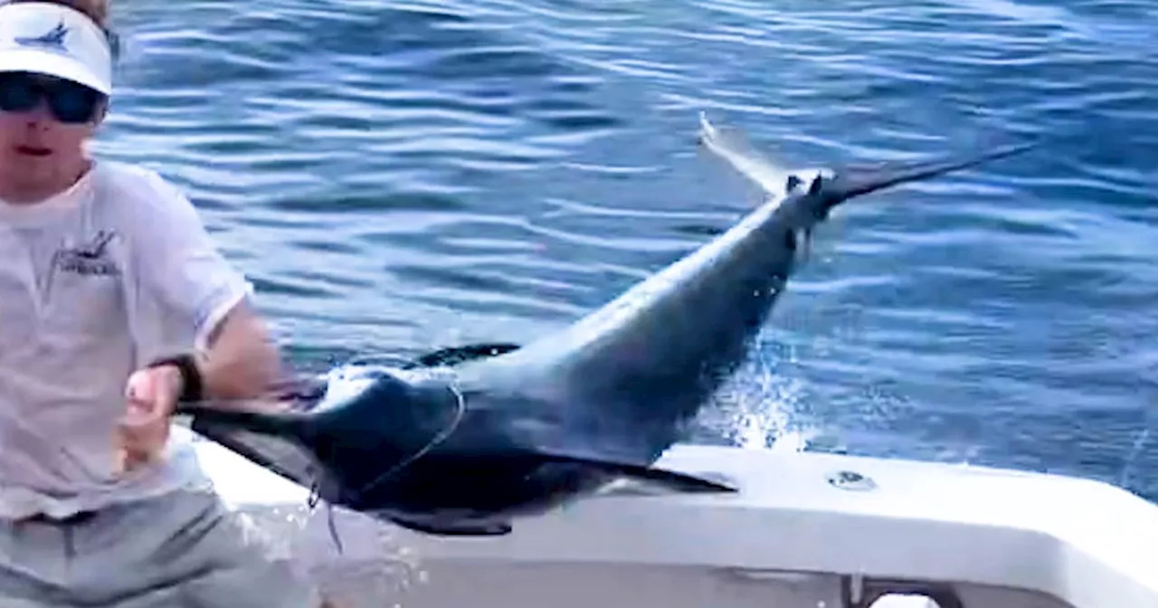 Mann wird beim Speerfischen beinahe aufgespiesst