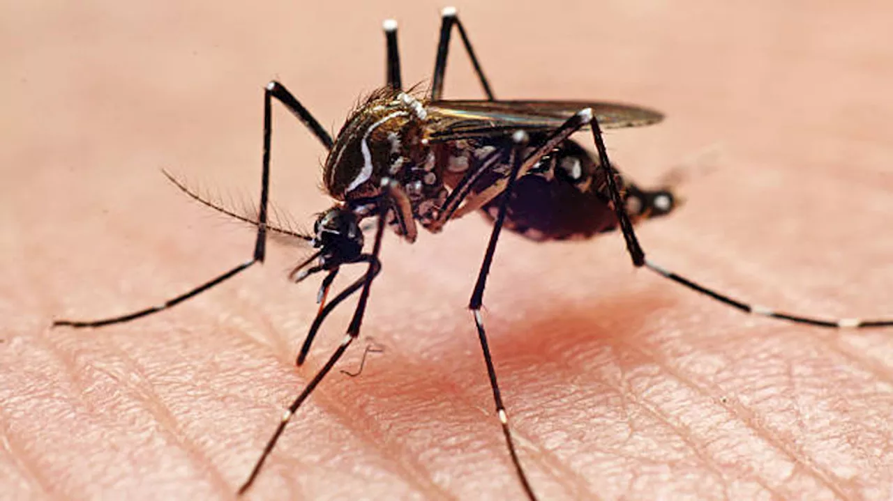 Williamson Co. confirms first human case of West Nile, Hays Co. reports positive traps