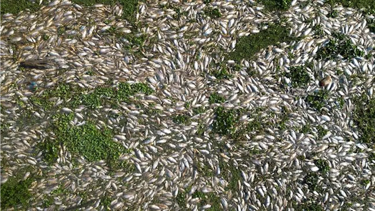 Penampakan Ribuan Bangkai Ikan Muncul di Paru-Paru Bumi, Tanda Kiamat?