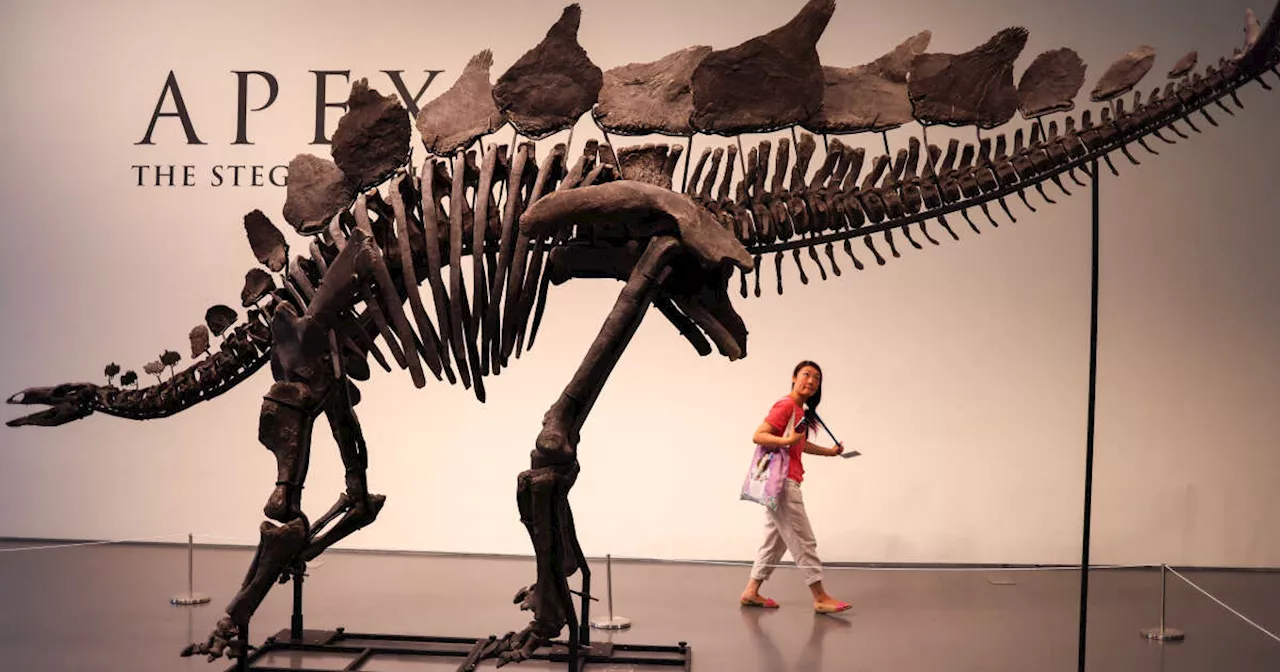 Comment Sotheby’s a vendu le dinosaure le plus cher du monde