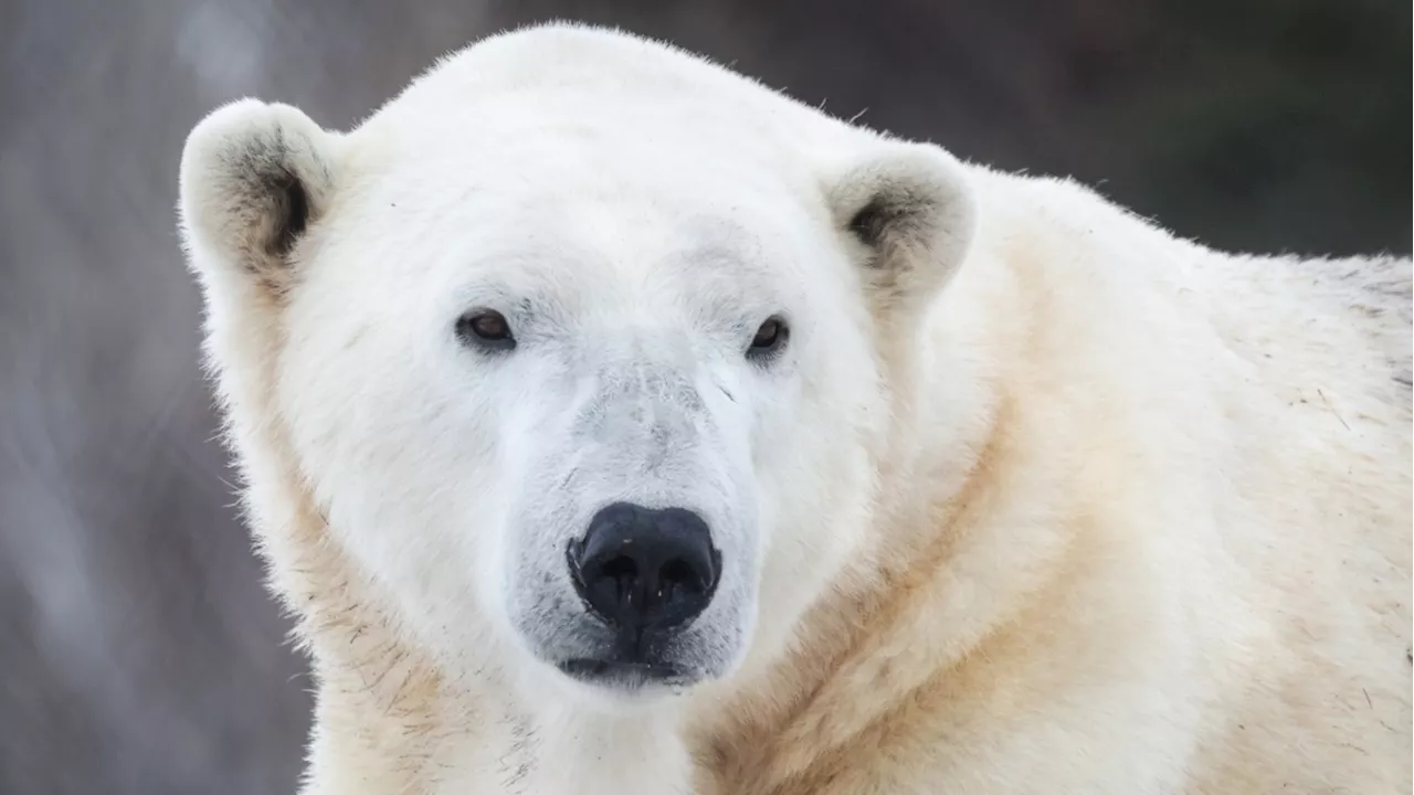 Wilder Institute/Calgary Zoo to share details after polar bear 'did not resurface' from its pool