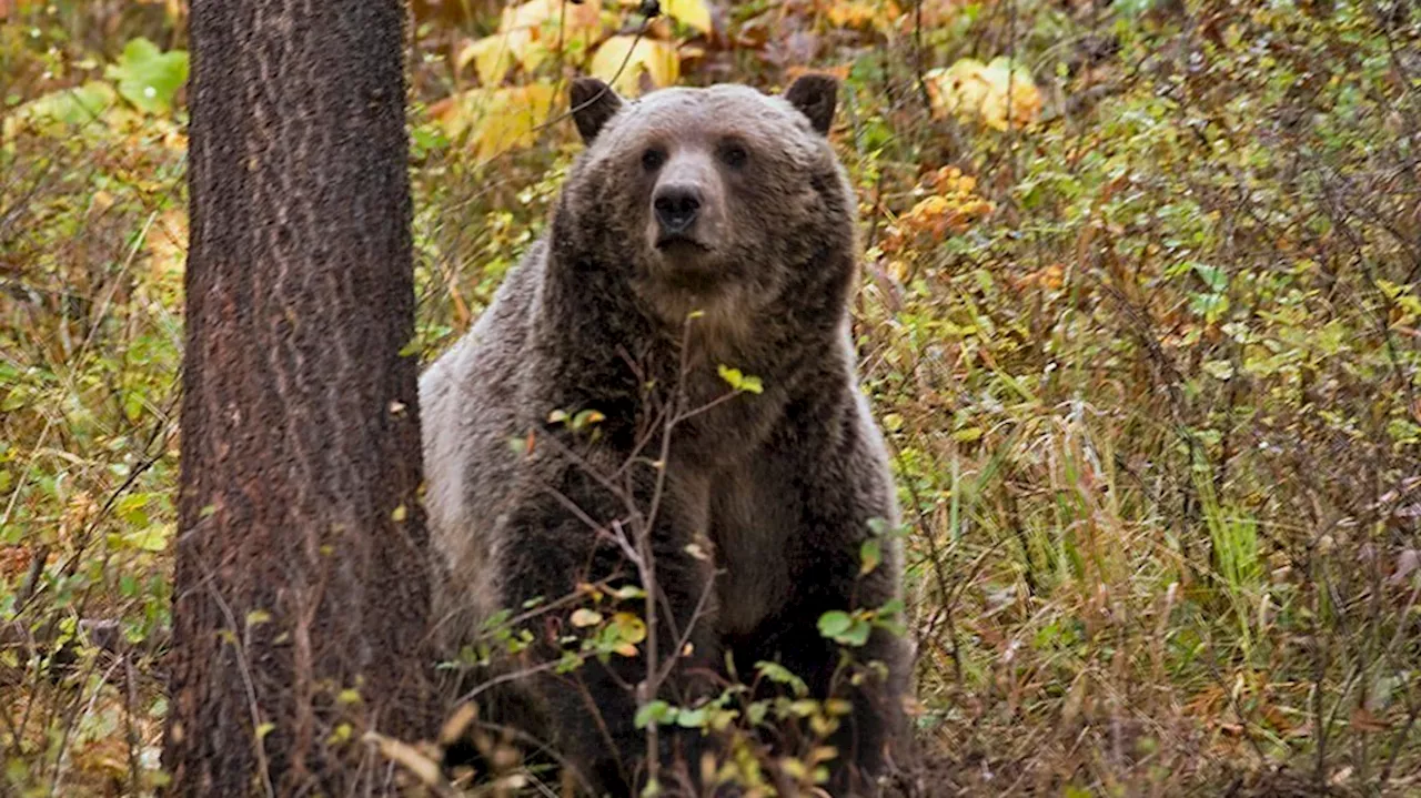 A man kills a grizzly bear in Montana after it attacks while he is picking berries