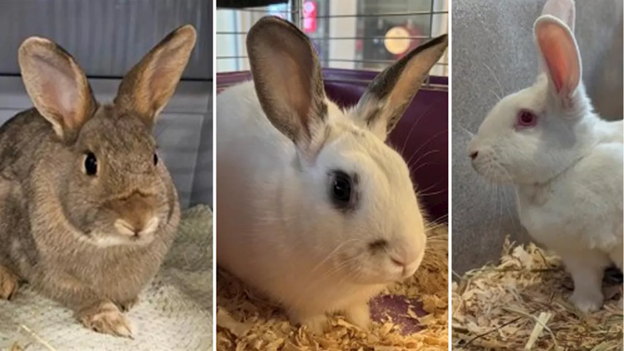 Ottawa Humane Society 'bursting with bunnies', declares July 21–27 'rabbit week'