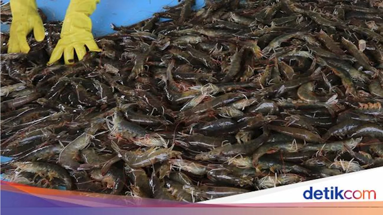 AS dan RI Lagi 'Panas' Gara-gara Udang, Ini Akar Masalahnya