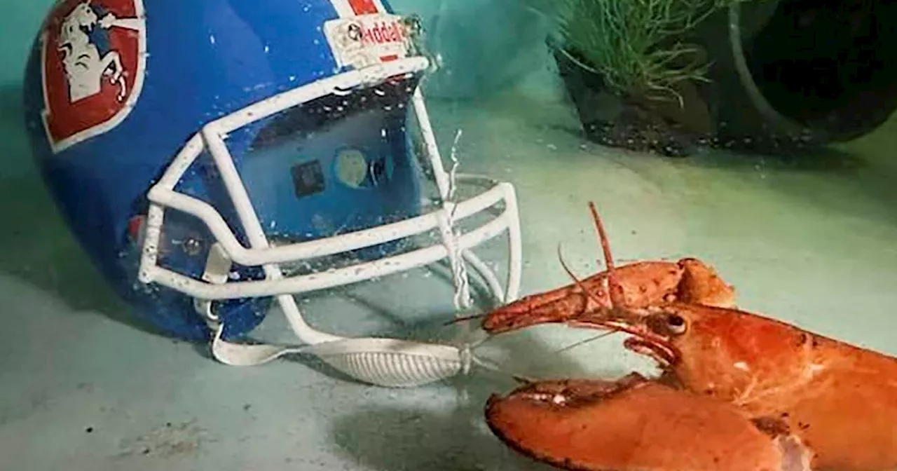 Meet Crush, the rare orange lobster diverted from dinner plate to aquarium by Denver Broncos fans