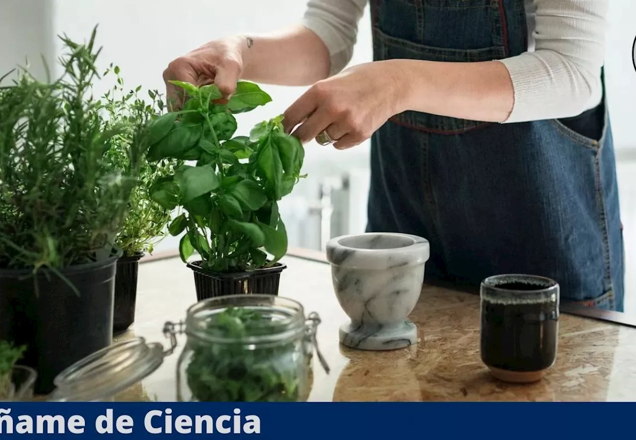 La planta que debes tener en casa para ahuyentar moscas y mosquitos