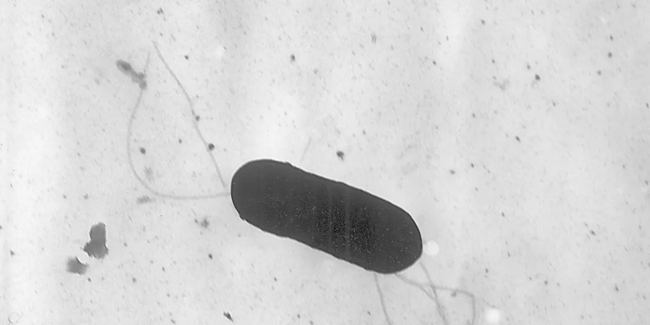 Two deaths linked to listeria food poisoning from meat sliced at deli counters