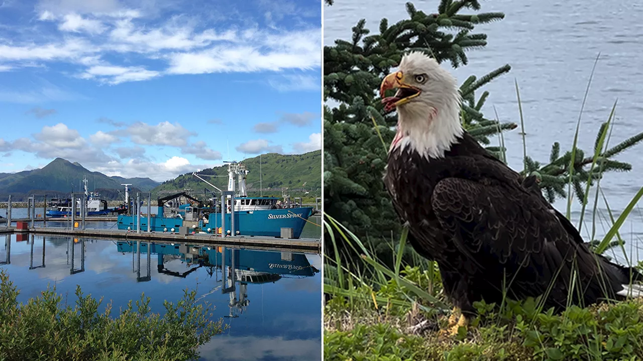 Bald eagle attacks prompt warning from Alaska officials