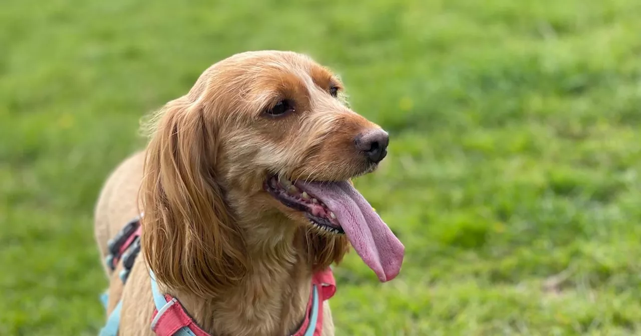 East Kilbride couple desperately search for beloved dog days before move to Dubai