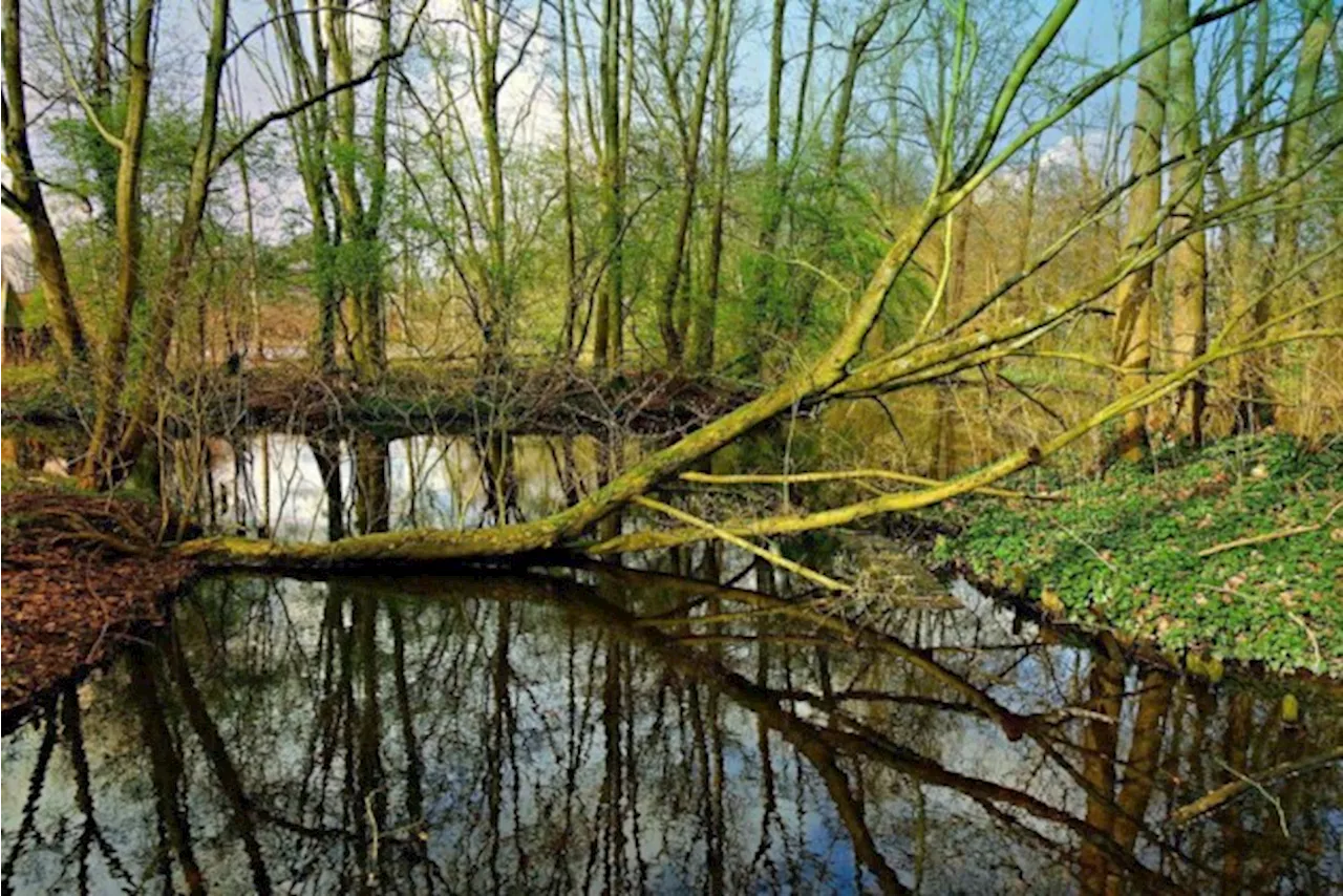 Trage weg aan Klimaatbos tijdelijk afgesloten na windschade aan bomen